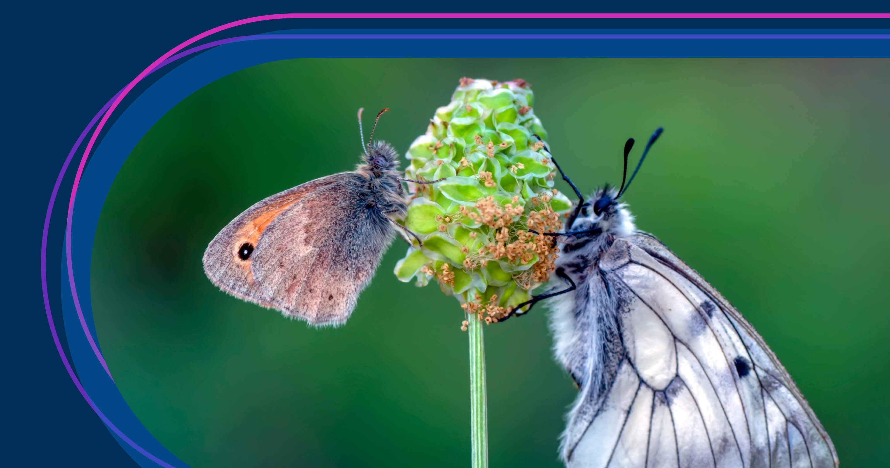 Product manager vs. UX designer