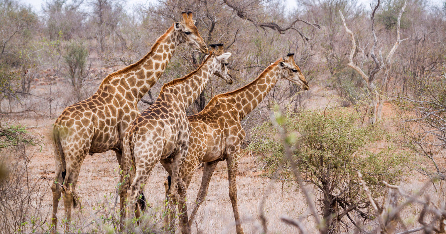 Teams - Related content image - Product management vs. program management vs. project management