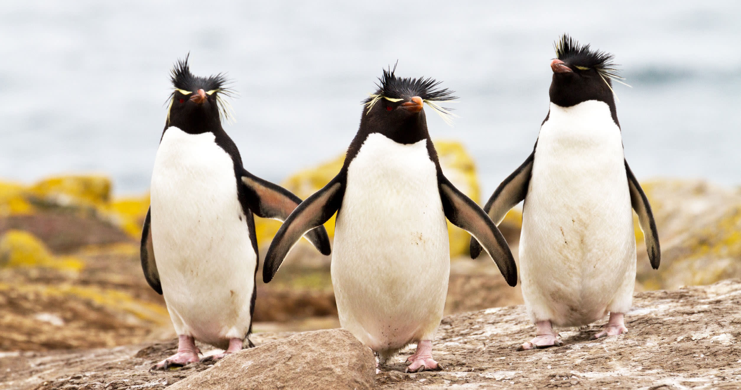 Releases vs. features vs. requirements — what is the difference? image