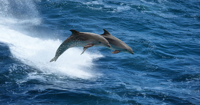 Use cases - Related content - The Marketing Plan vs. The Launch Plan