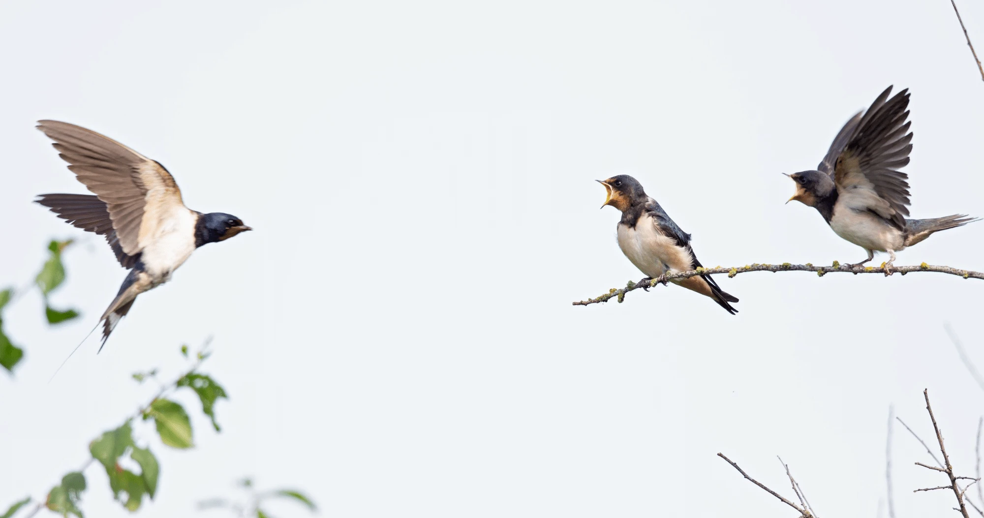 7 Tips For Reviewing Every Customer Idea — In 24 Hours